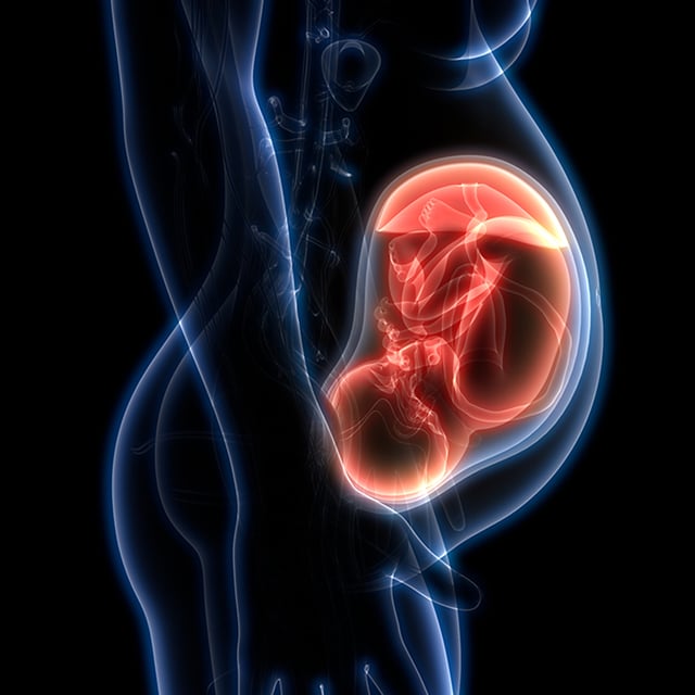 fetal cardiology